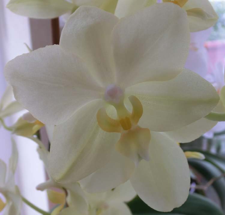 Orchidee (Bitte hier klicken um dieses Bild in seiner vollen Größe zu betrachten)