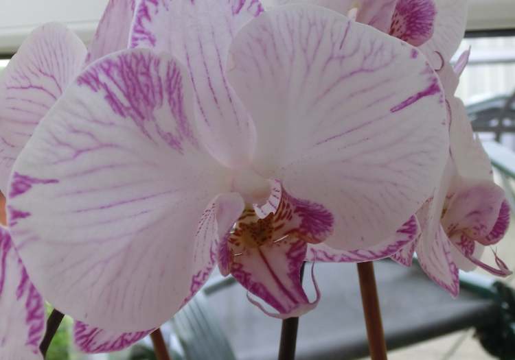 Orchidee blüht (Bitte hier klicken um dieses Bild in seiner vollen Größe zu betrachten)
