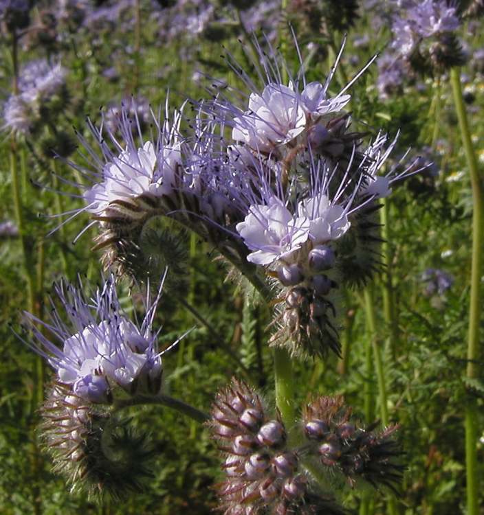 Phacelia (Bitte hier klicken um dieses Bild in seiner vollen Größe zu betrachten)