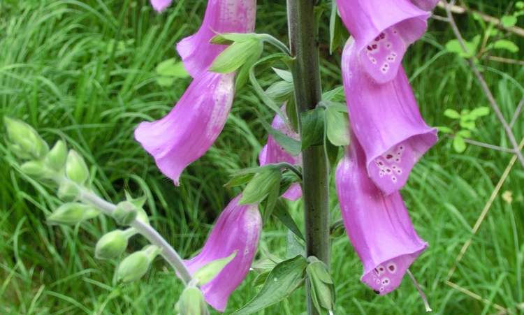 Rote Fingerhut Digitalis purpurea (Bitte hier klicken um dieses Bild in seiner vollen Größe zu betrachten)