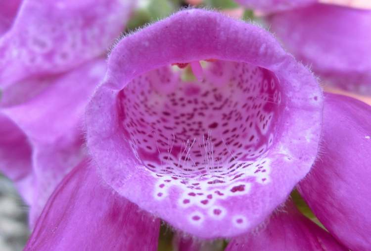 Roter Fingerhut Digitalis purpurea (Bitte hier klicken um dieses Bild in seiner vollen Größe zu betrachten)