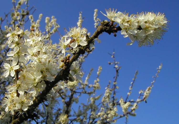 Schlehen Schwarzdorn Prunus spinosa Blüten (Bitte hier klicken um dieses Bild in seiner vollen Größe zu betrachten)