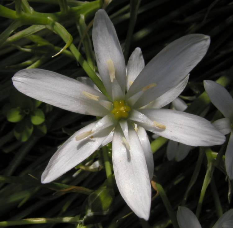 Star of Bethlehem - die Blüte der Bachblüte (Bitte hier klicken um dieses Bild in seiner vollen Größe zu betrachten)