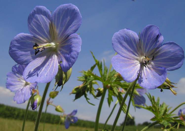 zwei Storchschnabel Blüten (Bitte hier klicken um dieses Bild in seiner vollen Größe zu betrachten)