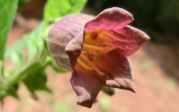 Tollkirschen Belladonna (Bitte hier klicken um dieses Bild in seiner vollen Größe zu betrachten)