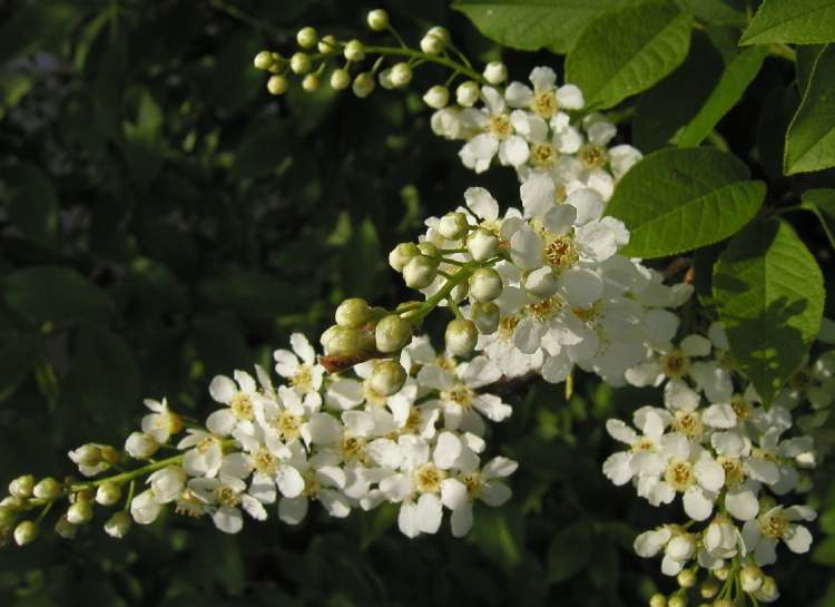 Traubenkirscheblüten (Bitte hier klicken um dieses Bild in seiner vollen Größe zu betrachten)