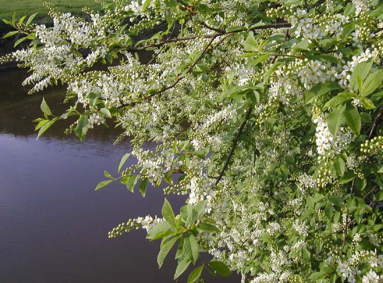 Traubenkirschenbaum (Bitte hier klicken um dieses Bild in seiner vollen Größe zu betrachten)