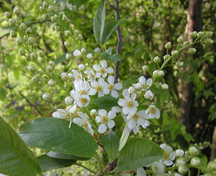 Traubenkirsche Blätter und Blüten (Bitte hier klicken um dieses Bild in seiner vollen Größe zu betrachten)