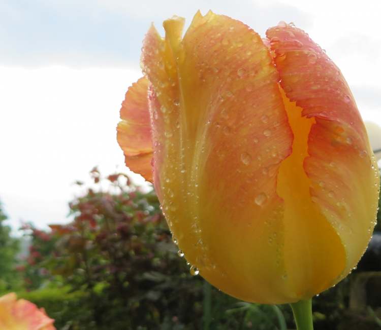 Tulpe gelb (Bitte hier klicken um dieses Bild in seiner vollen Größe zu betrachten)