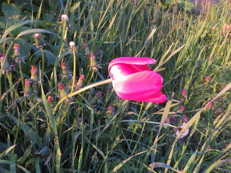 Tulpen (Bitte hier klicken um dieses Bild in seiner vollen Größe zu betrachten)
