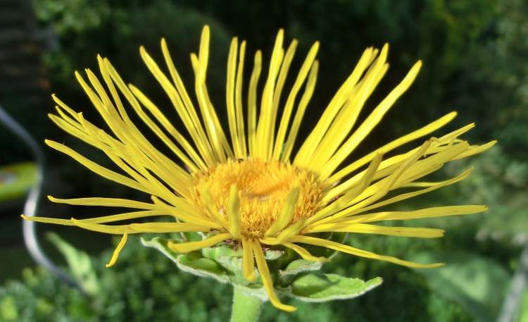 Alant Blüte (Bitte hier klicken um dieses Bild in seiner vollen Größe zu betrachten)