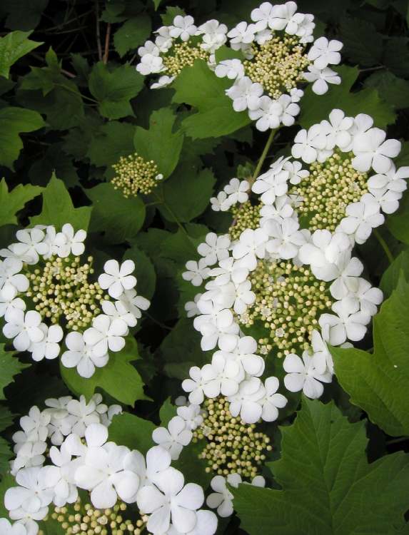 Wasserschneeball Viburnum Opulus Blüten (Bitte hier klicken um dieses Bild in seiner vollen Größe zu betrachten)