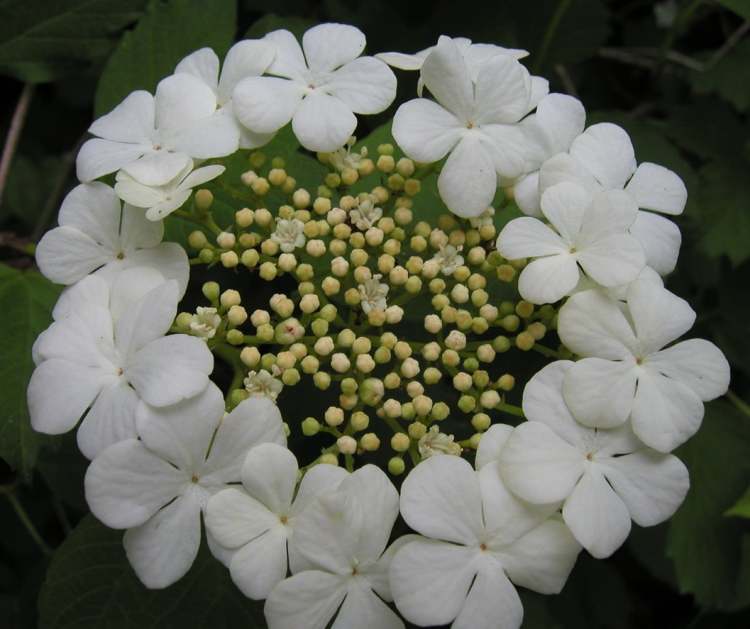 schöne runde Wasserschneeball Blüte (Bitte hier klicken um dieses Bild in seiner vollen Größe zu betrachten)