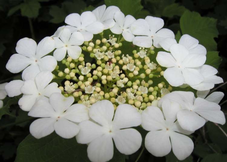 Wasserschneeball Blüte (Bitte hier klicken um dieses Bild in seiner vollen Größe zu betrachten)