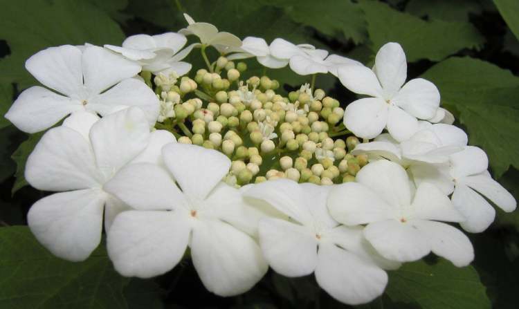 Wasserschneeball weiße Blüte (Bitte hier klicken um dieses Bild in seiner vollen Größe zu betrachten)