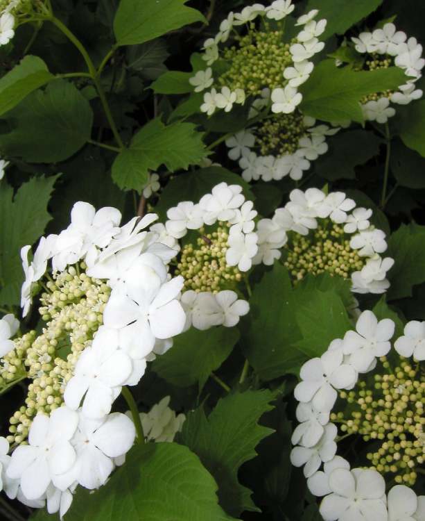 Wasserschneeball Viburnum Opulus (Bitte hier klicken um dieses Bild in seiner vollen Größe zu betrachten)