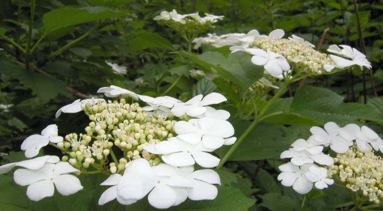 Viburnum Opulus Blüten (Bitte hier klicken um dieses Bild in seiner vollen Größe zu betrachten)