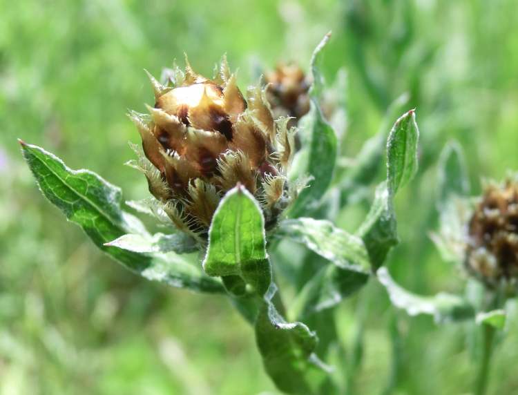 Berg-Flockenblume (Centaurea montana) Knospe (Bitte hier klicken um dieses Bild in seiner vollen Größe zu betrachten)