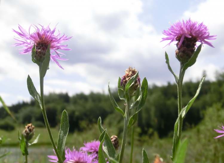 Berg-Flockenblume in der Frühlingswiese (Bitte hier klicken um dieses Bild in seiner vollen Größe zu betrachten)