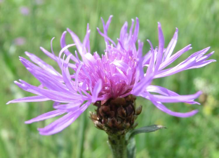 Bergflockenblume Blüte (Bitte hier klicken um dieses Bild in seiner vollen Größe zu betrachten)