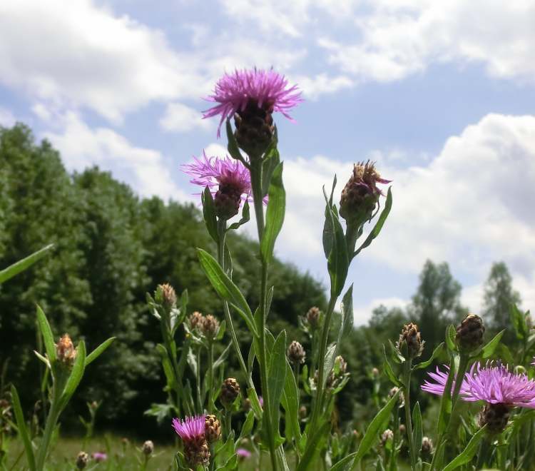 Berg-Flockenblumen in der Wiese (Bitte hier klicken um dieses Bild in seiner vollen Größe zu betrachten)