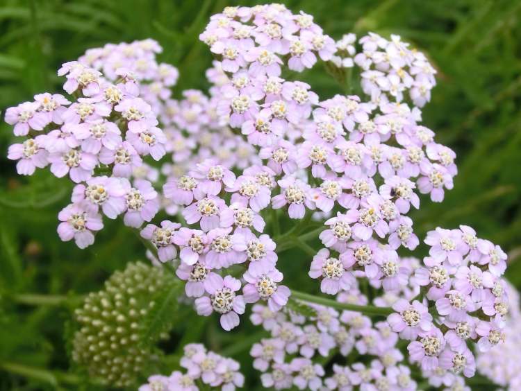 Wiesenblume (Bitte hier klicken um dieses Bild in seiner vollen Größe zu betrachten)