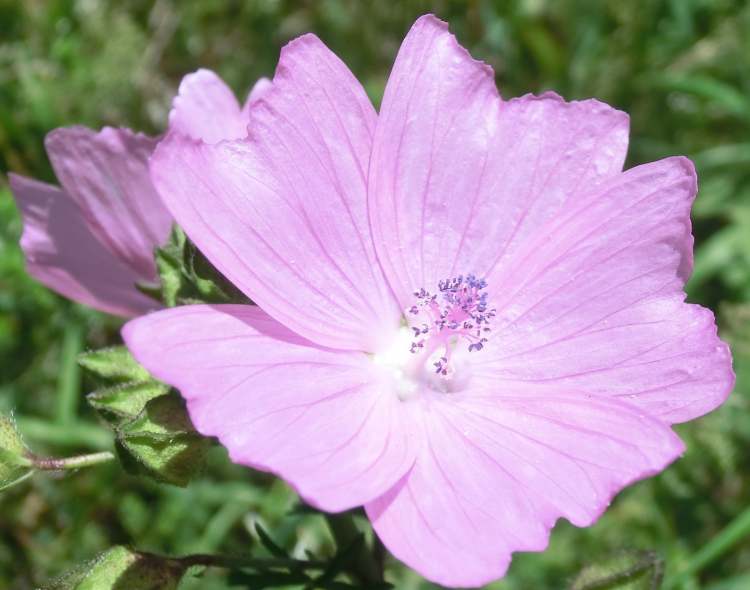 Wiesenblume violett (Bitte hier klicken um dieses Bild in seiner vollen Größe zu betrachten)