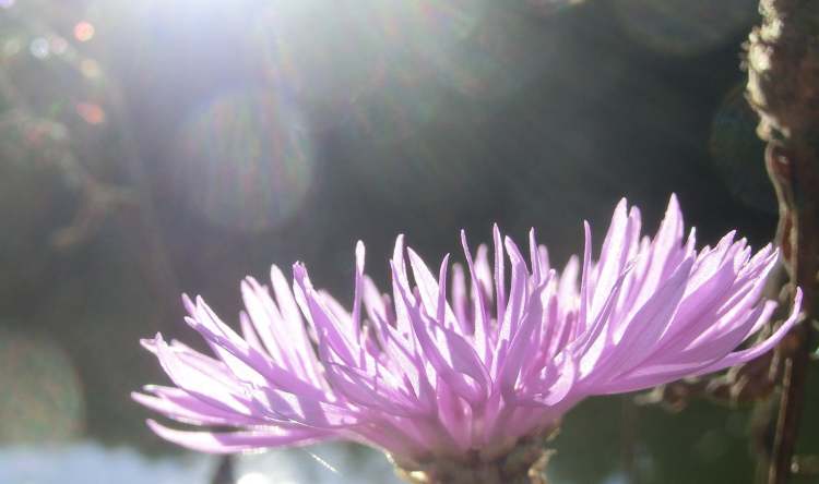 Wiesenflockenblume Centaurea jacea Blüte im Sonnenlicht (Bitte hier klicken um dieses Bild in seiner vollen Größe zu betrachten)