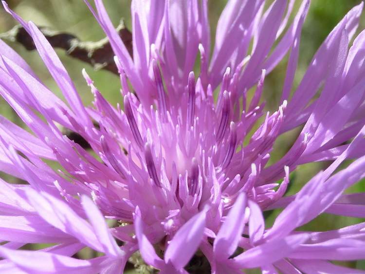 Wiesenflockenblume Centaurea jacea Blüte (Bitte hier klicken um dieses Bild in seiner vollen Größe zu betrachten)