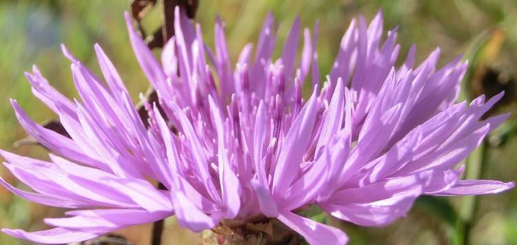 Wiesenflockenblume Centaurea jacea (Bitte hier klicken um dieses Bild in seiner vollen Größe zu betrachten)