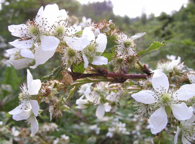 Wilde Brombeere blüht im Mai (Bitte hier klicken um dieses Bild in seiner vollen Größe zu betrachten)