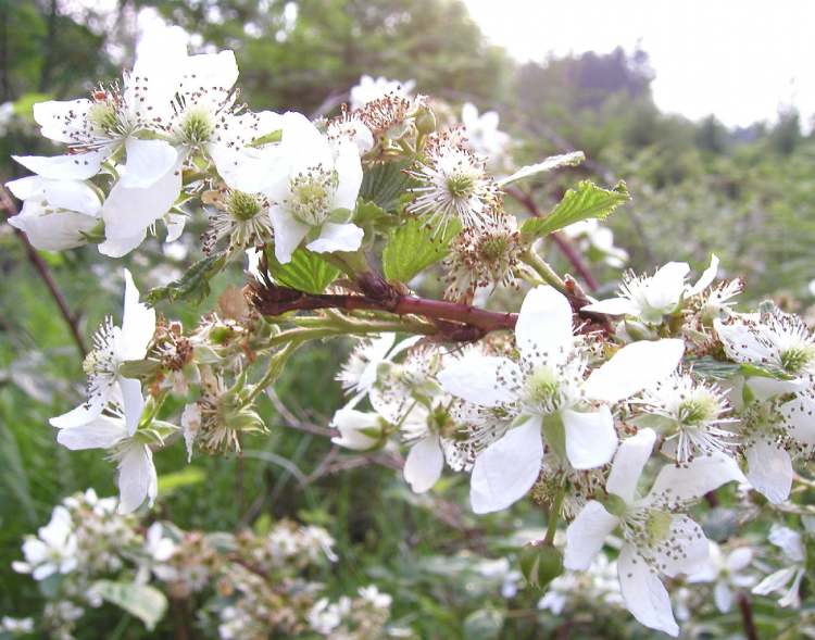 Wilde Brombeere Blütenzweig (Bitte hier klicken um dieses Bild in seiner vollen Größe zu betrachten)