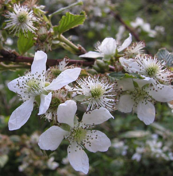 Wilde Brombeere Blüten (Bitte hier klicken um dieses Bild in seiner vollen Größe zu betrachten)