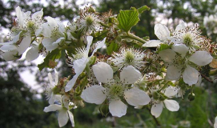 Wilde Brombeere blühend (Bitte hier klicken um dieses Bild in seiner vollen Größe zu betrachten)