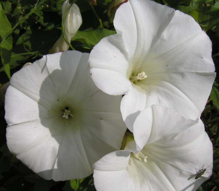 Winde Muttergottesbecherlein weiße Blüten (Bitte hier klicken um dieses Bild in seiner vollen Größe zu betrachten)