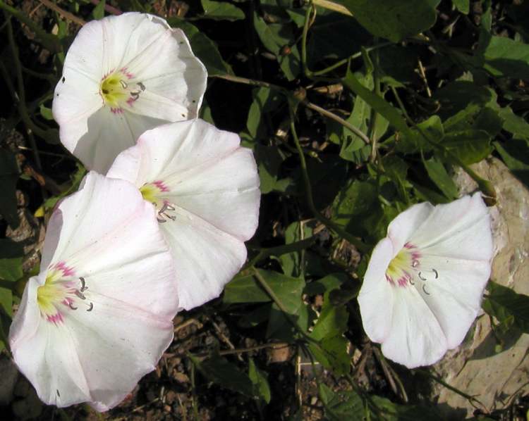 Winde Muttergottesbecherlein Blüten (Bitte hier klicken um dieses Bild in seiner vollen Größe zu betrachten)