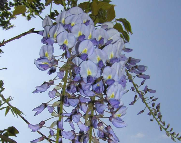 Wisteria Blüten (Bitte hier klicken um dieses Bild in seiner vollen Größe zu betrachten)