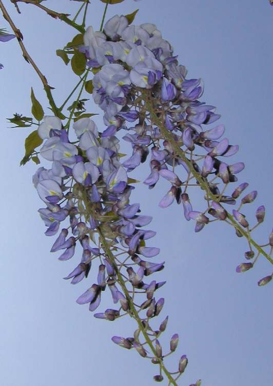 Wisteria (Bitte hier klicken um dieses Bild in seiner vollen Größe zu betrachten)