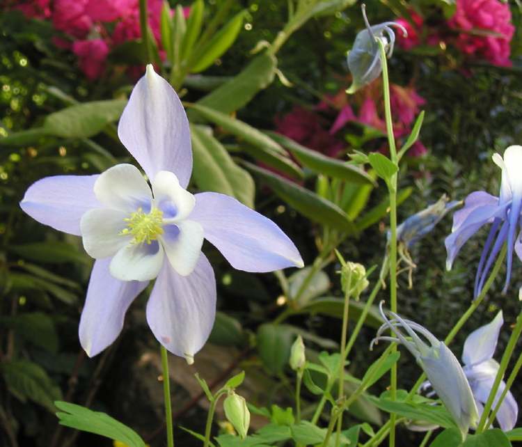 Akelei im Garten (Bitte hier klicken um dieses Bild in seiner vollen Größe zu betrachten)