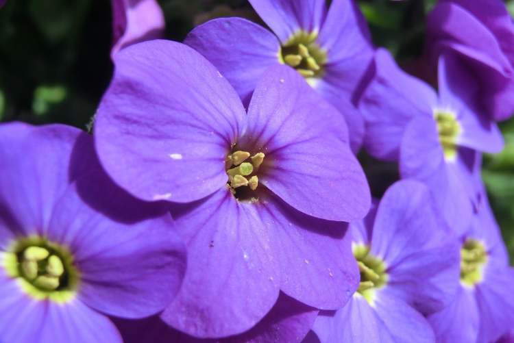 Viola Blüten (Bitte hier klicken um dieses Bild in seiner vollen Größe zu betrachten)