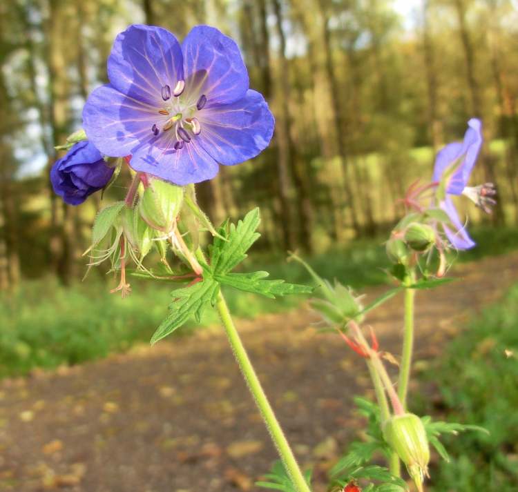 Blaü Blume (Bitte hier klicken um dieses Bild in seiner vollen Größe zu betrachten)