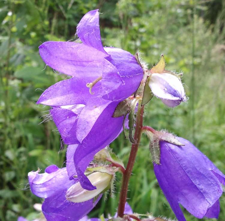 Blaü Glockenblume (Bitte hier klicken um dieses Bild in seiner vollen Größe zu betrachten)