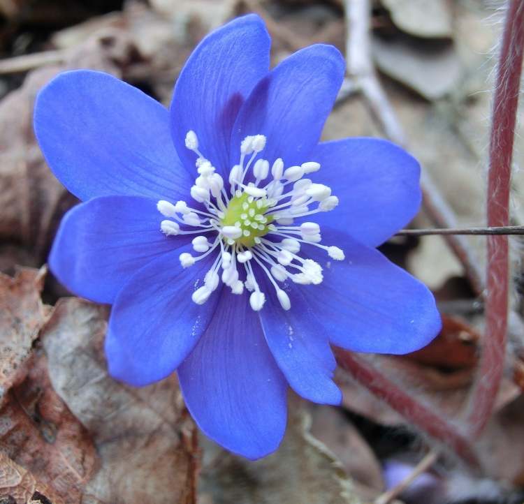 Die blaü Blume (Bitte hier klicken um dieses Bild in seiner vollen Größe zu betrachten)