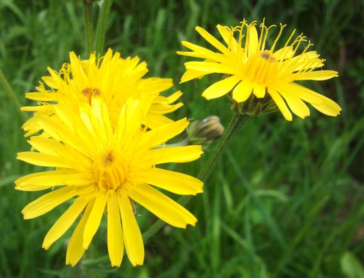 Gelbe Blüte (Bitte hier klicken um dieses Bild in seiner vollen Größe zu betrachten)