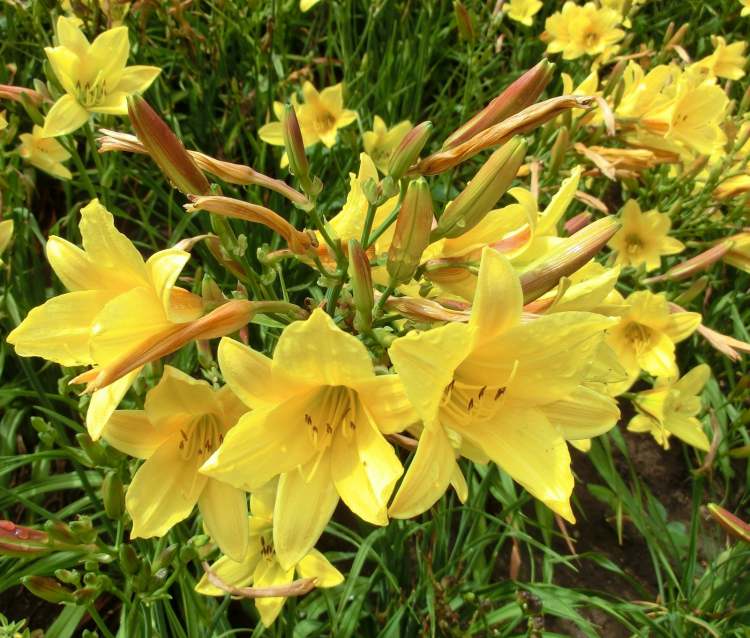 Gelbe Taglilie in Blüte (Bitte hier klicken um dieses Bild in seiner vollen Größe zu betrachten)