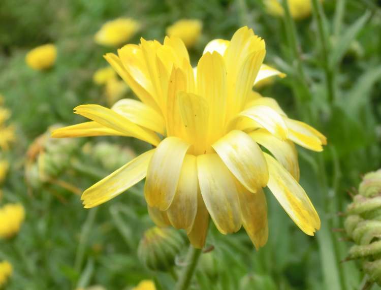 schöne gelbe Blüte mit Knospen (Bitte hier klicken um dieses Bild in seiner vollen Größe zu betrachten)