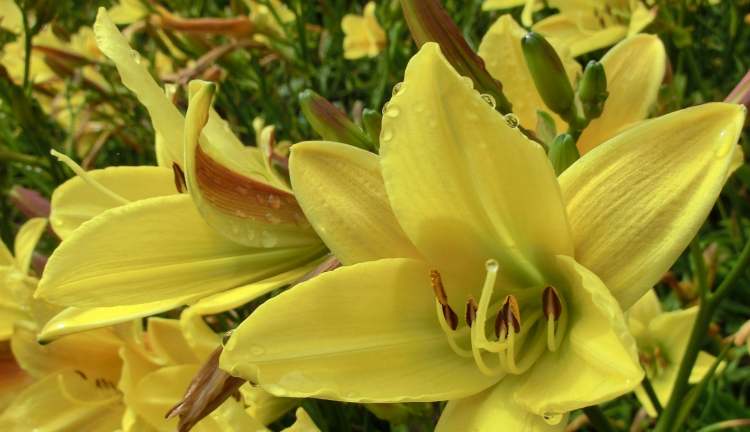 Gelbe Taglilie Blüten (Bitte hier klicken um dieses Bild in seiner vollen Größe zu betrachten)