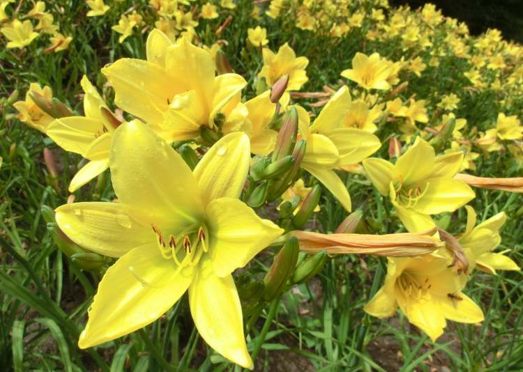 viele gelbe Taglilien (Bitte hier klicken um dieses Bild in seiner vollen Größe zu betrachten)