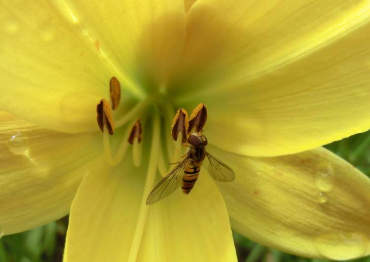 Gelbe Taglilie Wespe in Blüte (Bitte hier klicken um dieses Bild in seiner vollen Größe zu betrachten)