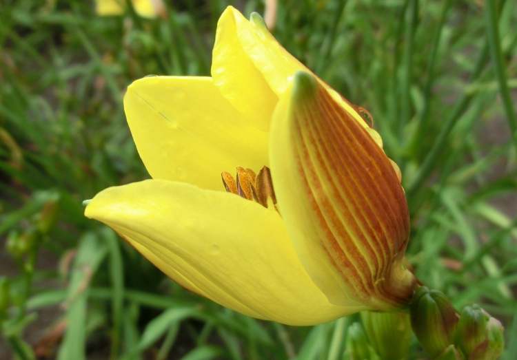 Gelbe Taglilie (Bitte hier klicken um dieses Bild in seiner vollen Größe zu betrachten)